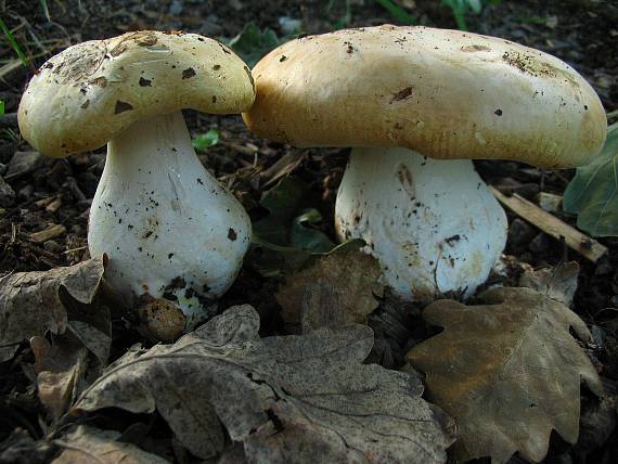 čechratec zavalitý Leucopaxillus tricolor (Peck) Kühner