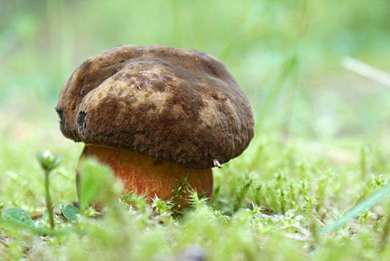 hríb zrnitohlúbikový Sutorius luridiformis (Rostk.) G. Wu & Zhu L. Yang