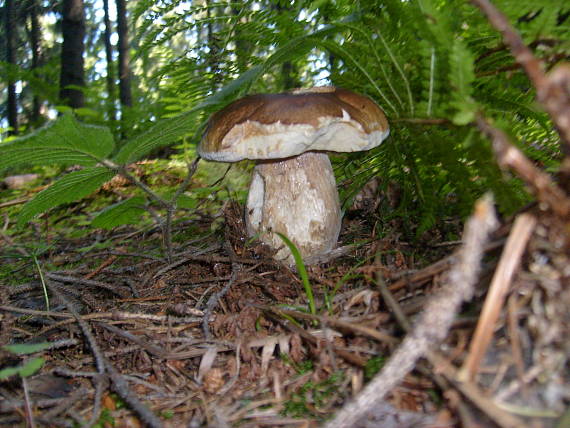 hríb smrekový boletus edulis Bull.