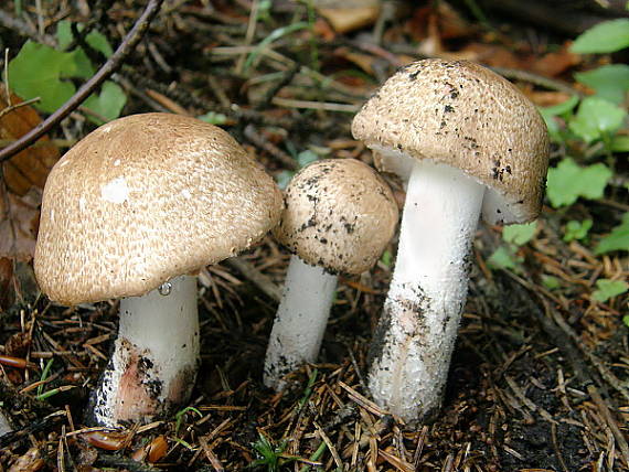 pečiarka Langeho Agaricus langei (F.H. Møller) F.H. Møller