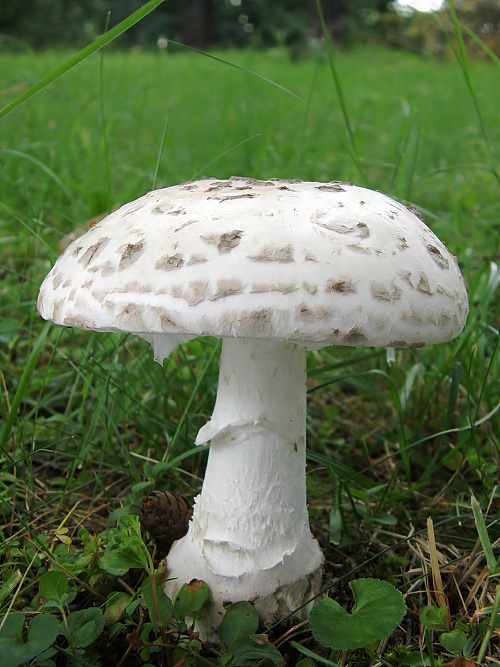 muchotrávka šiškovitá Amanita strobiliformis Gonn. & Rabenh.