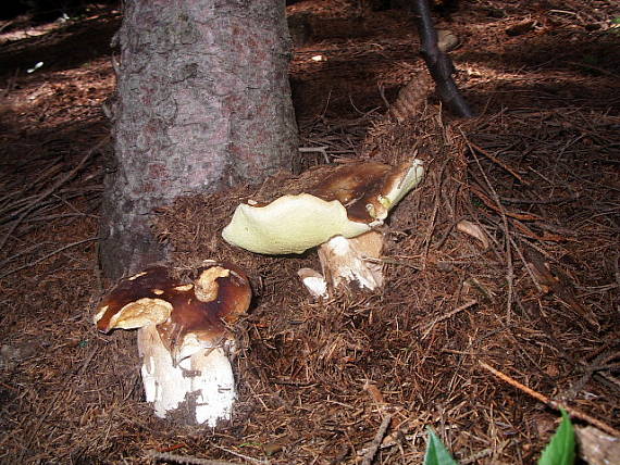 hríb smrekový Boletus edulis Bull.