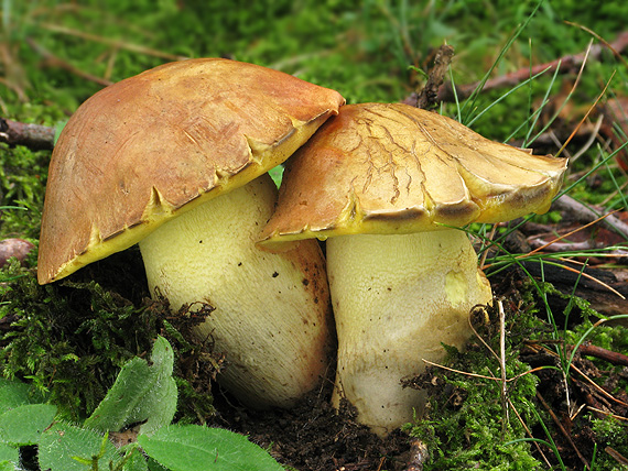 hríb príveskatý Butyriboletus appendiculatus (Schaeff. ex Fr.) Secr.