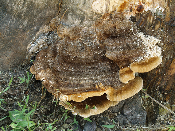 trúdniček štetinkatý Coriolopsis gallica