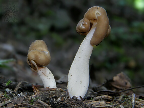 chriapač hnedobiely Helvella albella Quél.