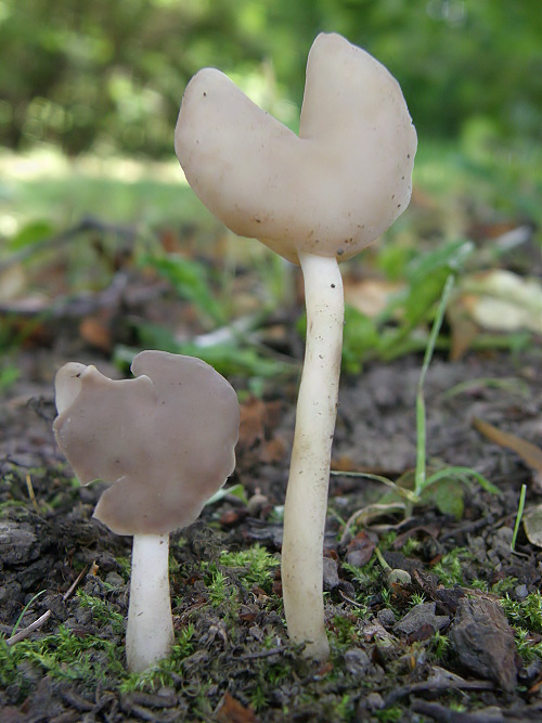 chriapač pružný Helvella elastica Bull.