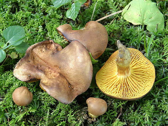 lupeňopórovec hnedožltý Phylloporus pelletieri (Lév.) Quél.