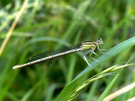 šidielko ploskonohé Platycnemis pennipes