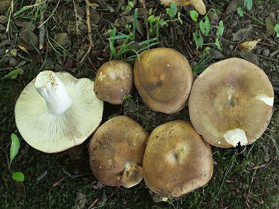 plávka Russula sp.