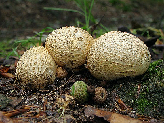 pestrec obyčajný Scleroderma citrinum Pers.