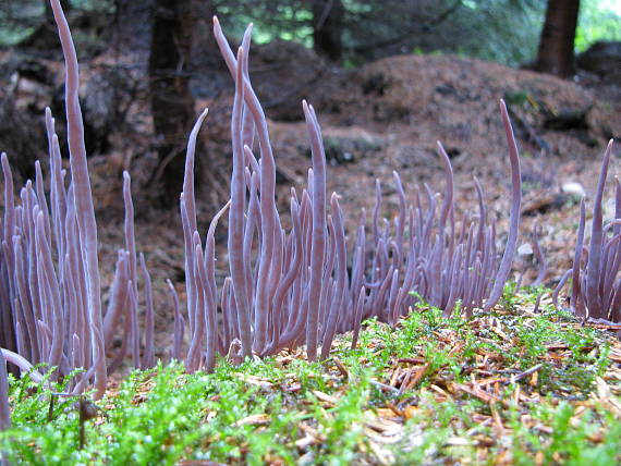 pakyjačik purpurový Alloclavaria purpurea (O.F. Müll.) Dentinger & D.J. McLaughlin