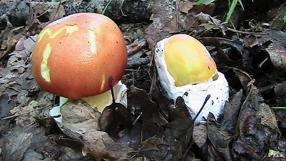 muchotrávka cisárska Amanita caesarea (Scop.) Pers.