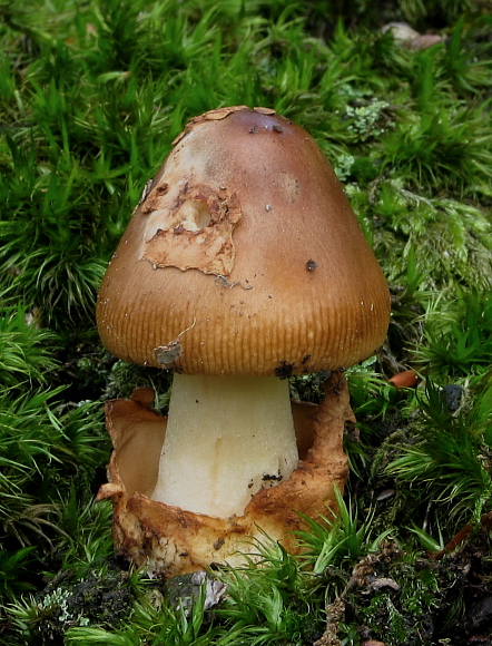 muchotrávka plavohnedá Amanita fulva Fr.