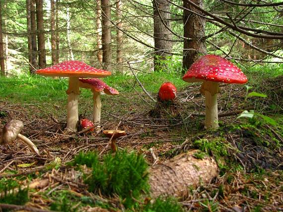 muchotrávka červená Amanita muscaria (L.) Lam.