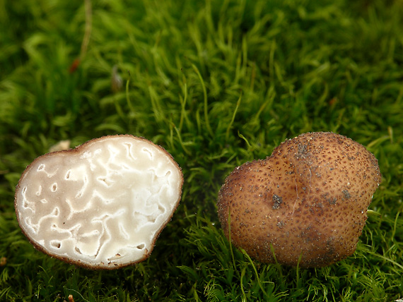 smradľavka krehká Balsamia platyspora