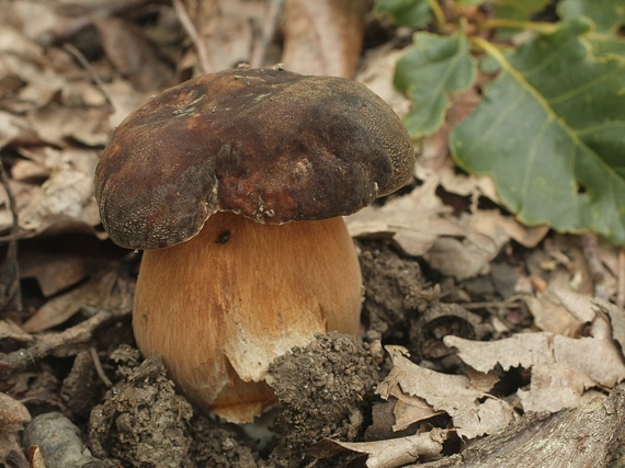 hríb bronzový Boletus aereus Bull. ex Fr.