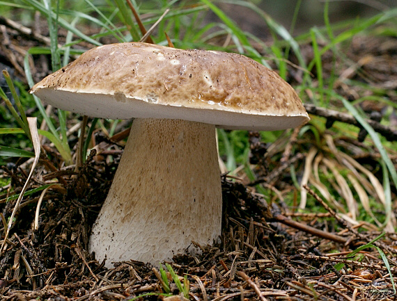 hríb smrekový Boletus edulis Bull.