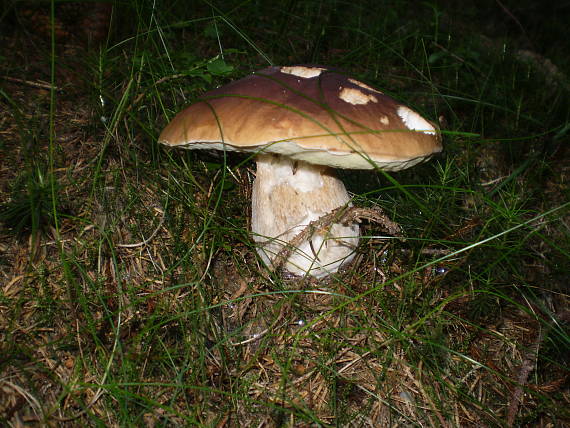 hríb smrekový Boletus edulis Bull.