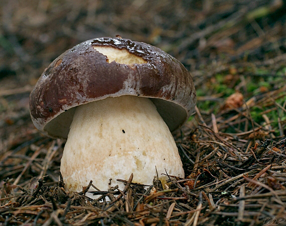 hríb sosnový Boletus pinophilus Pil. et Dermek in Pil.