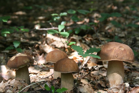 hríb dubový Boletus reticulatus Schaeff.