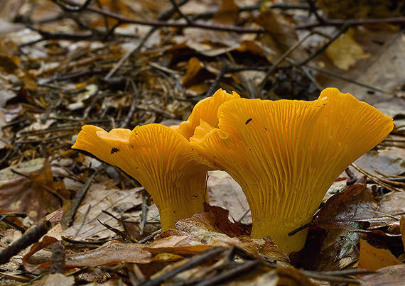 kuriatko jedlé Cantharellus cibarius Fr.