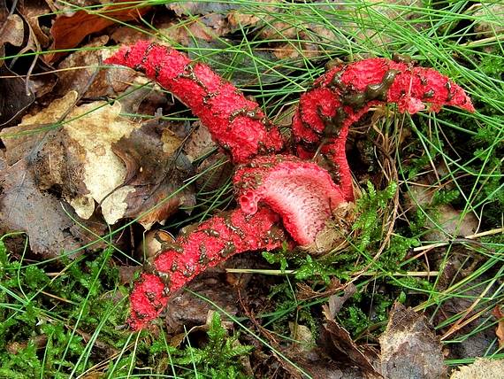 mrežovka kvetovitá Clathrus archeri (Berk.) Dring