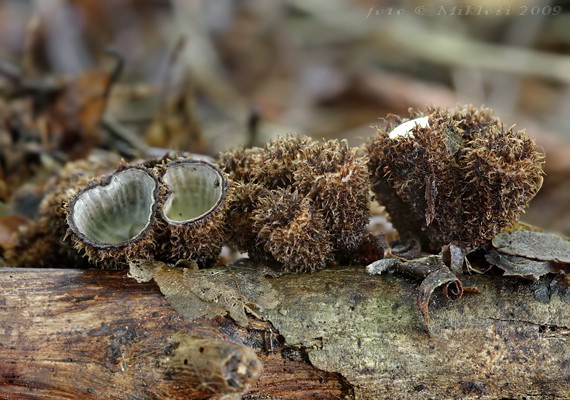 čiaškovec pásikavý Cyathus striatus (Huds.) Willd.