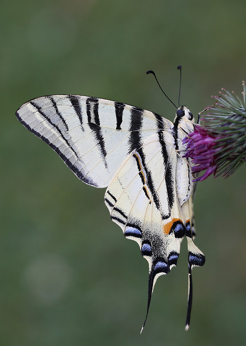 vidlochvost ovocný Iphiclides podalirius