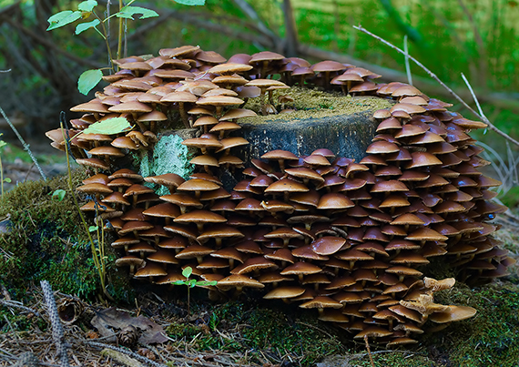 šupinačka menlivá Kuehneromyces mutabilis (Schaeff.) Singer & A.H. Sm.