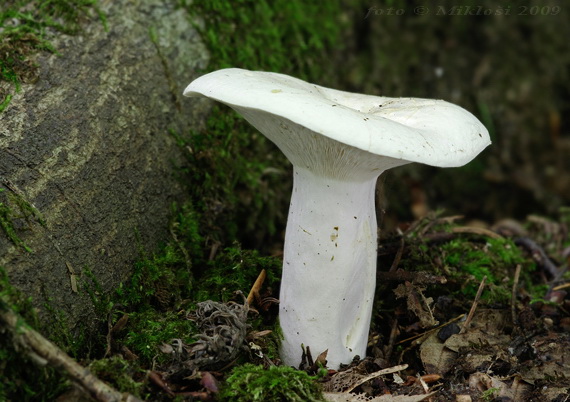 rýdzik korenistý Lactarius piperatus (L.) Pers.