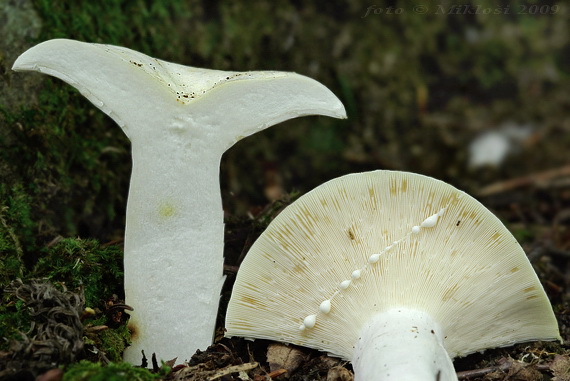 rýdzik korenistý Lactarius piperatus (L.) Pers.