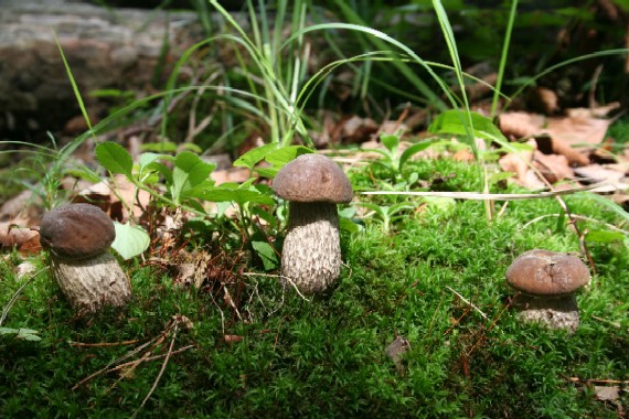 kozák hrabový Leccinum pseudoscabrum (Kallenb.) Šutara