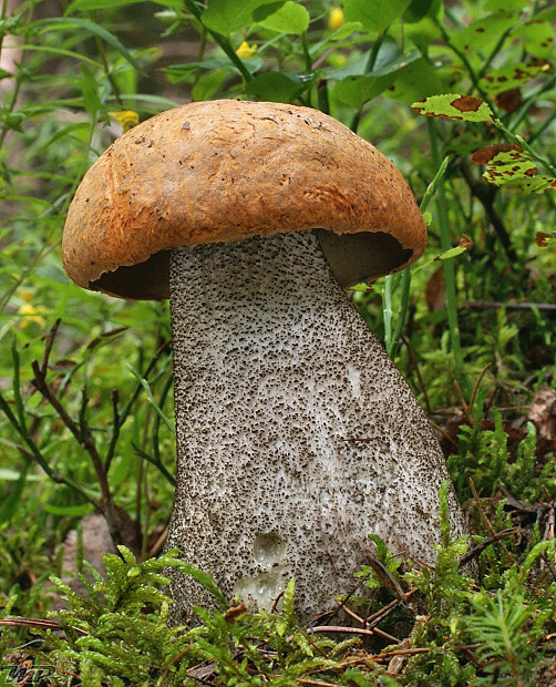 kozák žltooranžový Leccinum versipelle (Fr. & Hök) Snell