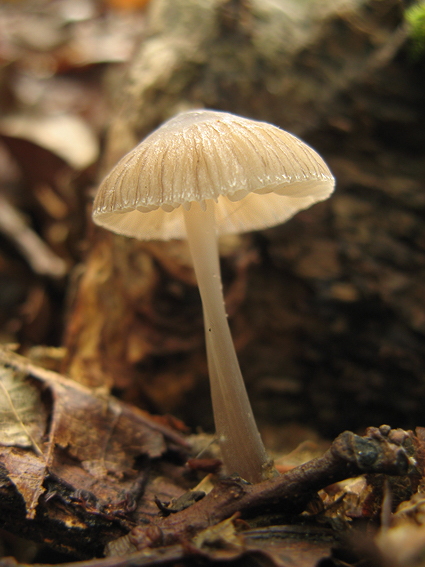 prilbička Mycena sp.