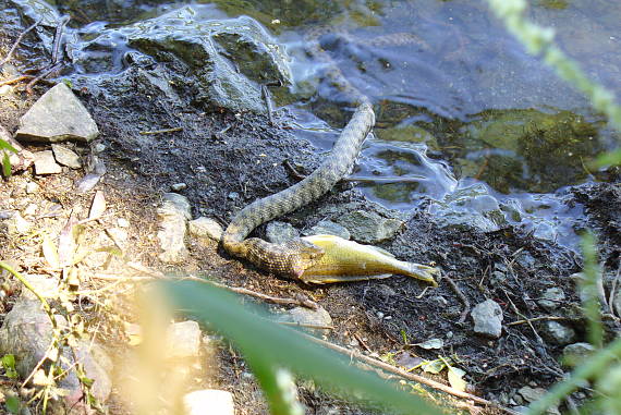 užovka frkana + hrebenačka Natrix tessellata