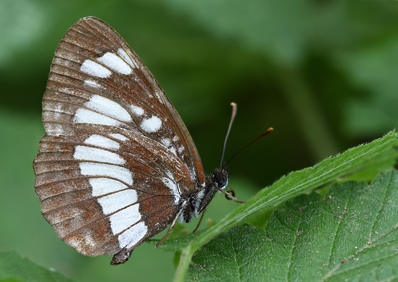 bielopásovec tavoľníkový Neptis rivularis