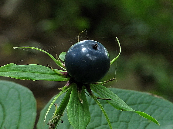 vranovec štvorlistý Paris quadrifolia L.