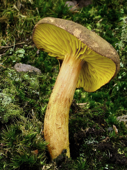 lupeňopórovec červenožltý Phylloporus rhodoxanthus (Schwein.) Bres.