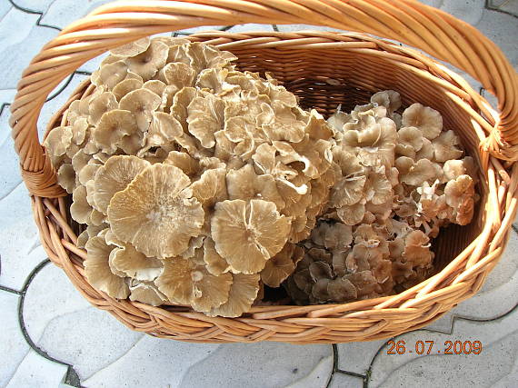 trúdnik klobúčkatý Polyporus umbellatus (Pers.) Fr.