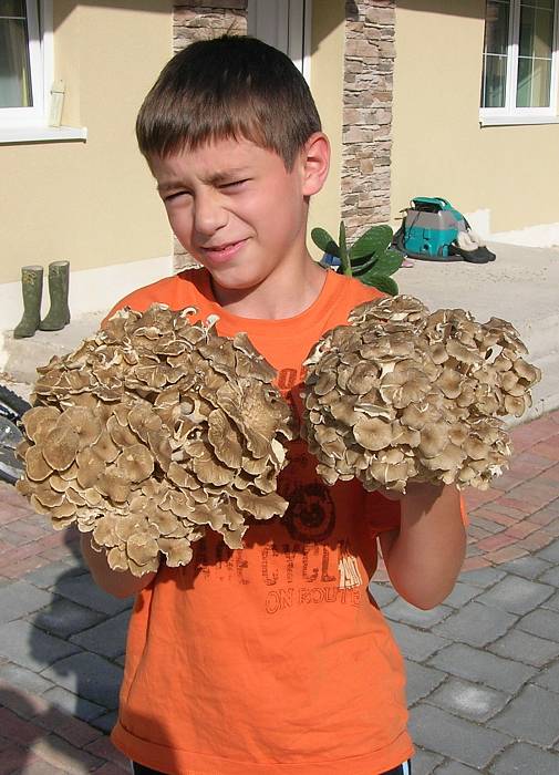 trúdnik klobúčkatý Polyporus umbellatus (Pers.) ex Fr.