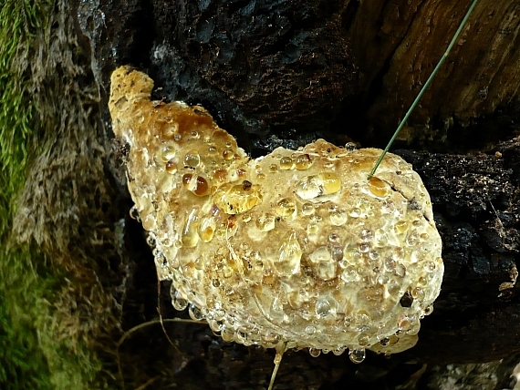 ryšavec slziaci Pseudoinonotus dryadeus (Pers.) T. Wagner & M. Fisch.