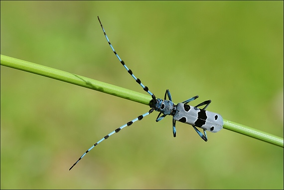 fuzáč alpský Rosalia alpina