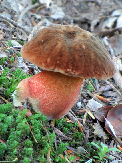 hríb zrnitohlúbikový Sutorius luridiformis (Rostk.) G. Wu & Zhu L. Yang