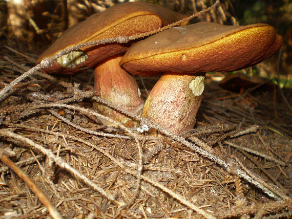 hríb zrnitohlúbikový Sutorius luridiformis (Rostk.) G. Wu & Zhu L. Yang