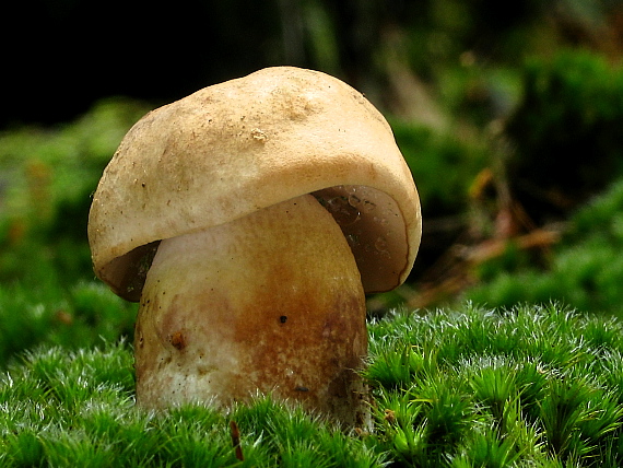 podhríb žlčový Tylopilus felleus (Bull.) P. Karst.