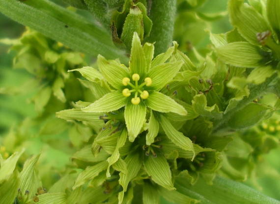 kýchavica biela lobelova Veratrum album subsp. lobelianum (Bernh.) Arcang.