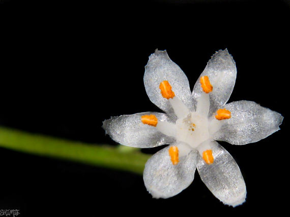 asparagus officinallis