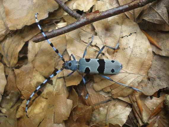 fúzač alpský