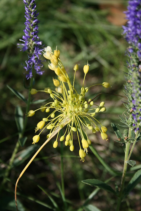 cesnak žltý Allium flavum L.