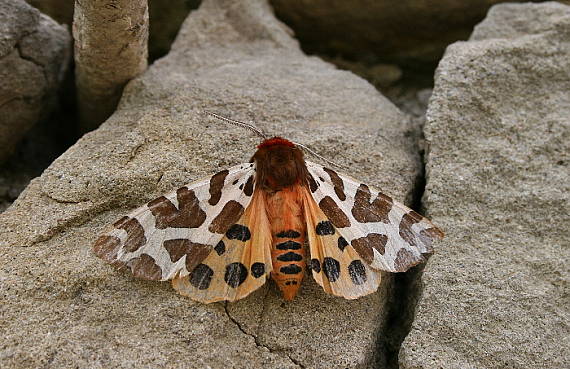 spriadač medvedí Arctia caja L.